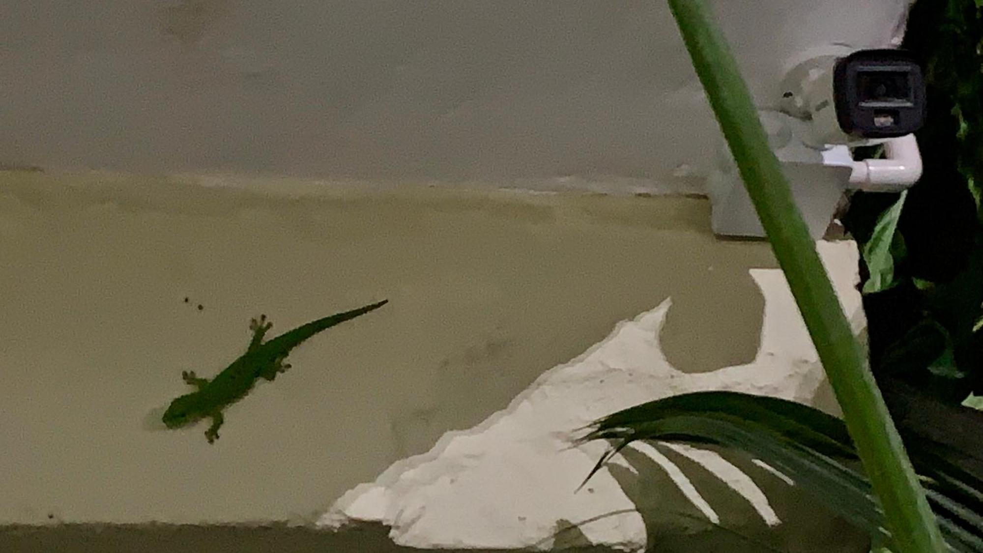 ホテル Oasis 2 Mahébourg エクステリア 写真